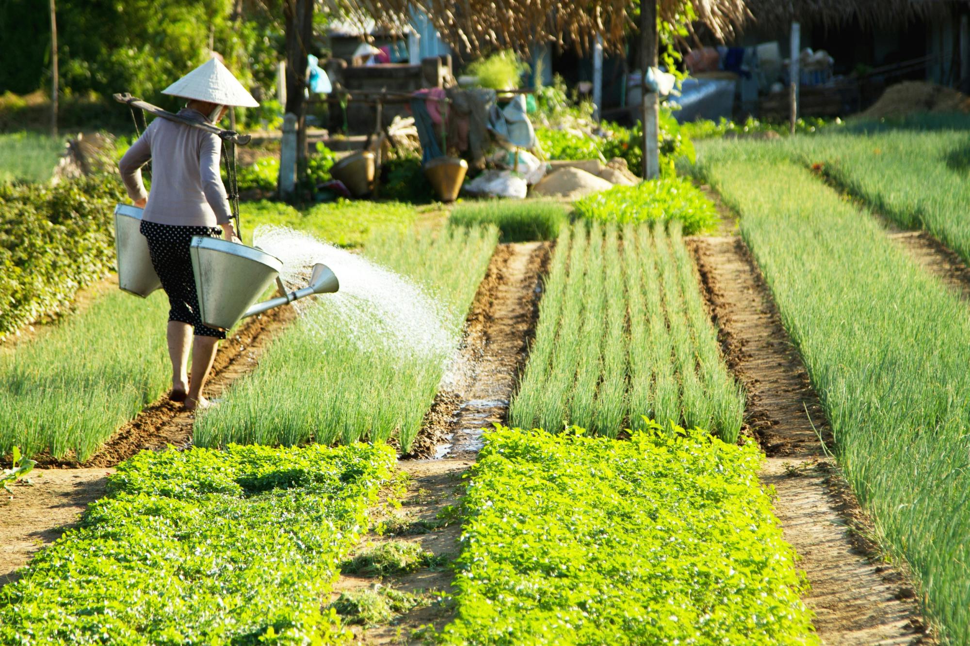 Growing Vegetables